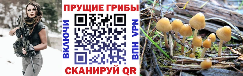 дарнет шоп Кстово Галлюциногенные грибы GOLDEN TEACHER